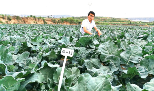 萝卜硫苷：新型营养因子，SFN西兰花植物饮料的“健康黑科技”！
