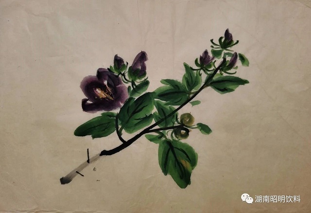浅说植物饮料的历史，大江东去植物饮料全国招商